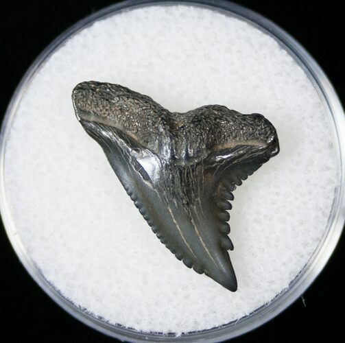 Hemipristis Shark Tooth Fossil - Florida #15093